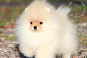 pomeranian-pilora3 pomeranian-pilora3