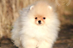 pomeranian-pilora4 pomeranian-pilora4