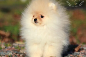 pomeranian-pilora5 pomeranian-pilora5