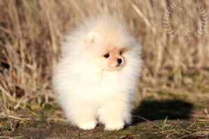 pomeranian-pilora7 pomeranian-pilora7