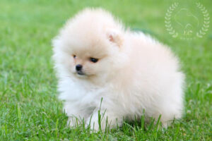 pomeranian-pilora9