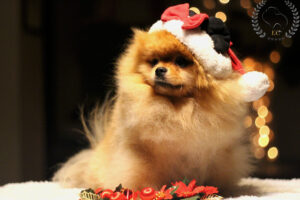pomeranian-bitcoin-święta1 pomeranian-bitcoin-święta1