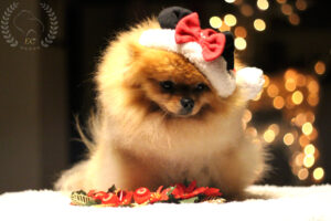 pomeranian-bitcoin-święta2 pomeranian-bitcoin-święta2