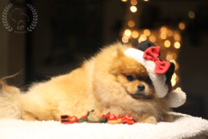 pomeranian-bitcoin-święta3 pomeranian-bitcoin-święta3