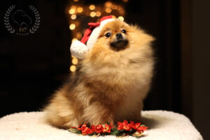 pomeranian-brydzia-święta2