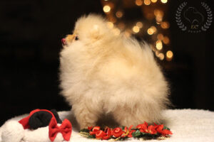 pomeranian-pilora-święta1