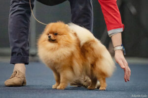 pomeranian-aksamitka-wystawy1 pomeranian-aksamitka-wystawy1