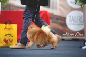 pomeranian-aksamitka-wystawy2 pomeranian-aksamitka-wystawy2